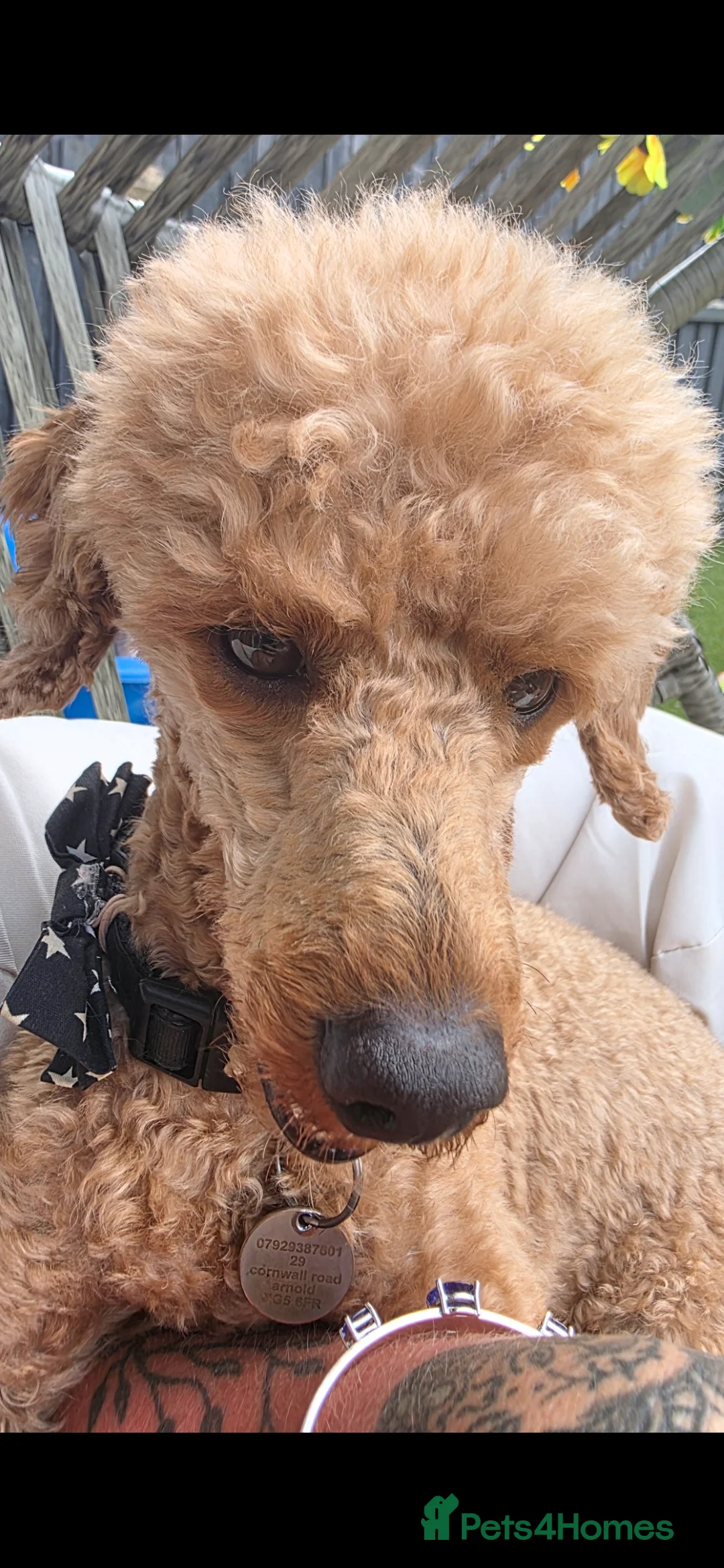 Toy Poodle dogs for stud: For stud toy poodle £125 - Advert 4