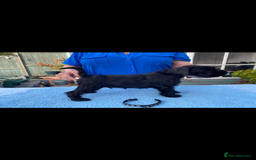 Miniature Schnauzer dogs for sale: Miniature Schnauzers - Image 9