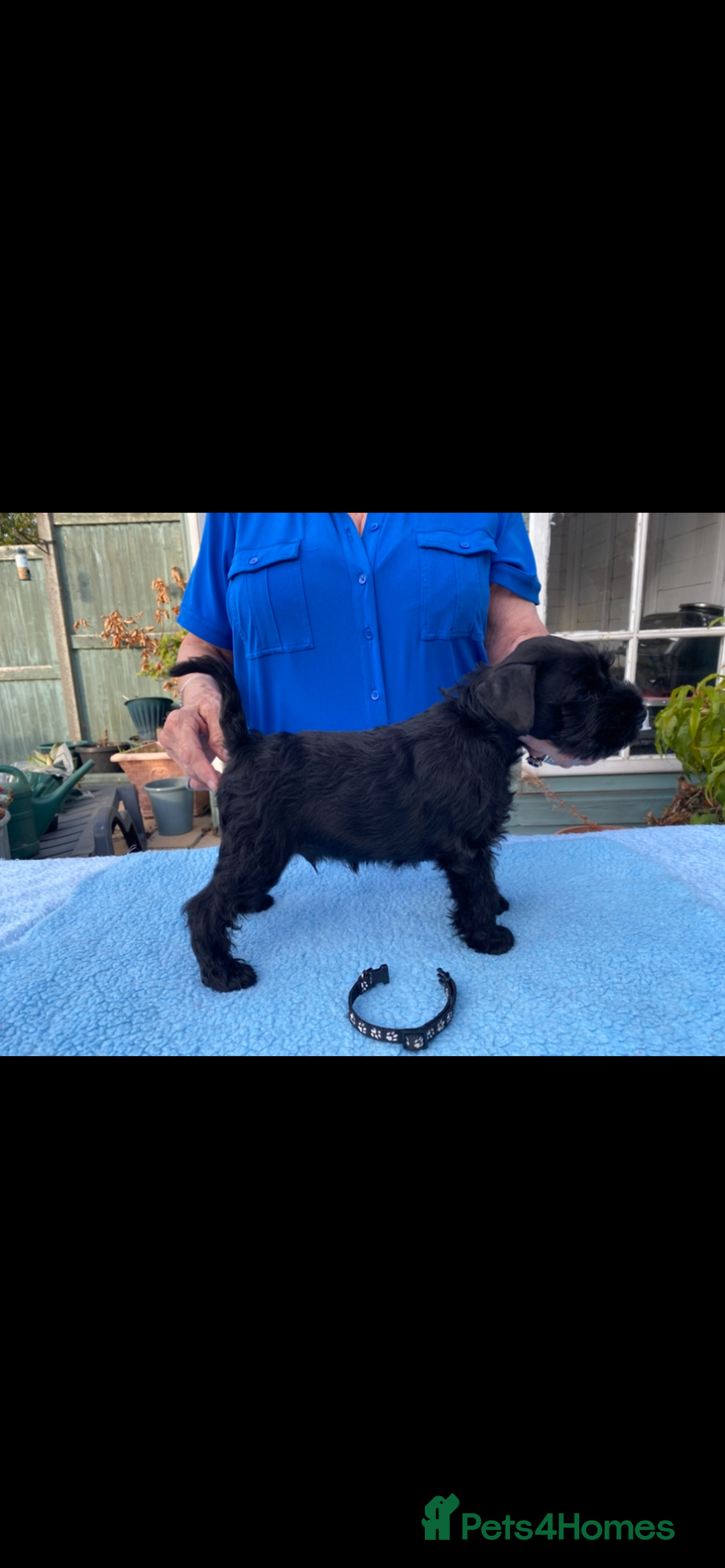 Miniature Schnauzer dogs for sale: Miniature Schnauzers - Image 9