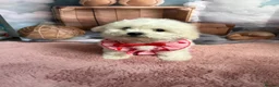 Bichon Frise dogs for sale: 2 Girls left 💕Pedigree Champion Bichon Frise  - Advert 11