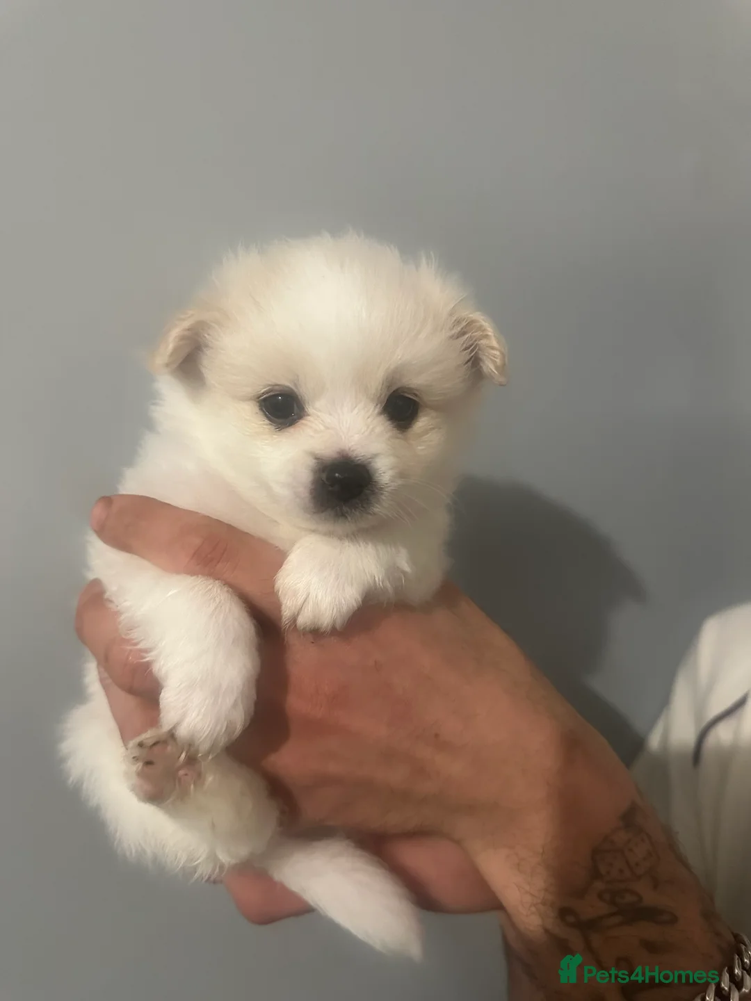 Pomeranian dogs for sale: Beautiful Russian blood line puppies - Advert 17