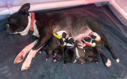 Boston Terrier dogs for sale: 🌟High Quality chunky KC Boston Terrier Puppies🌟 - Image 9