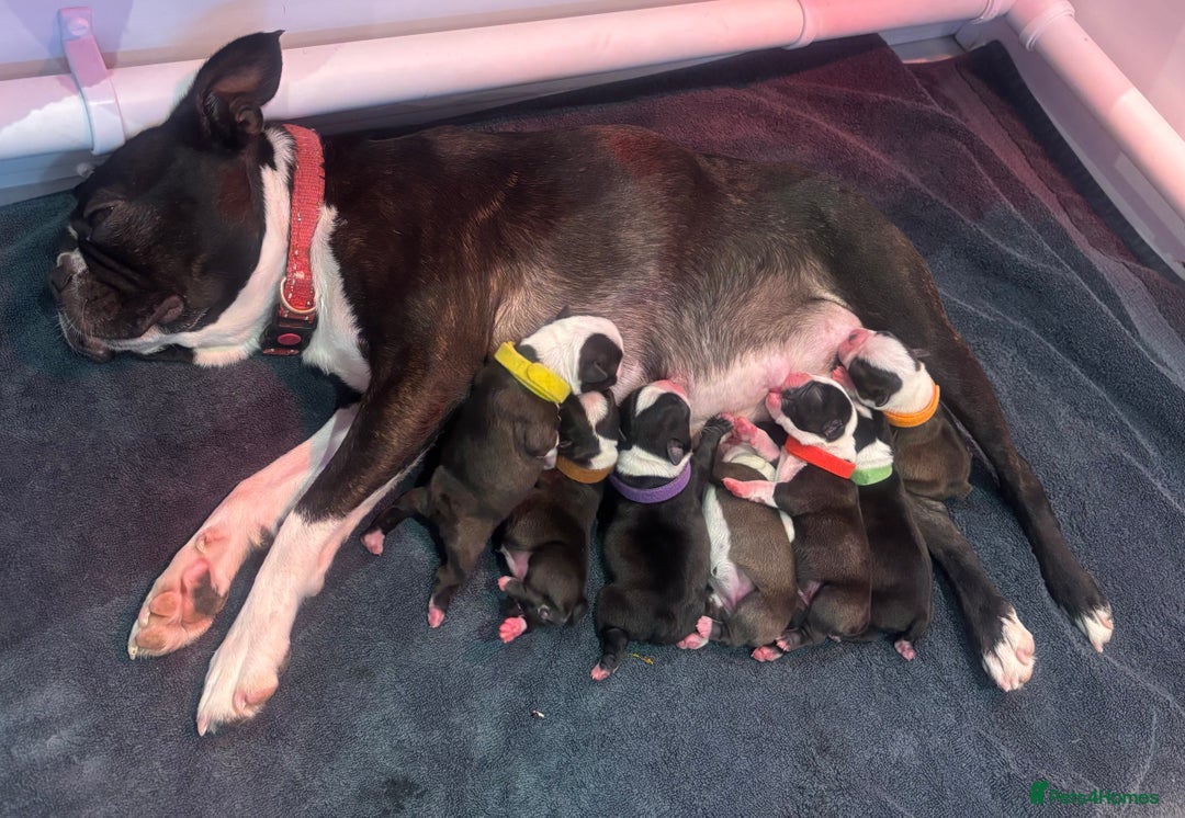 Boston Terrier dogs for sale: 🌟High Quality chunky KC Boston Terrier Puppies🌟 - Image 9
