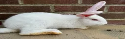 Mixed Breed rabbits for sale: Giant rabbit babies  - Advert 3