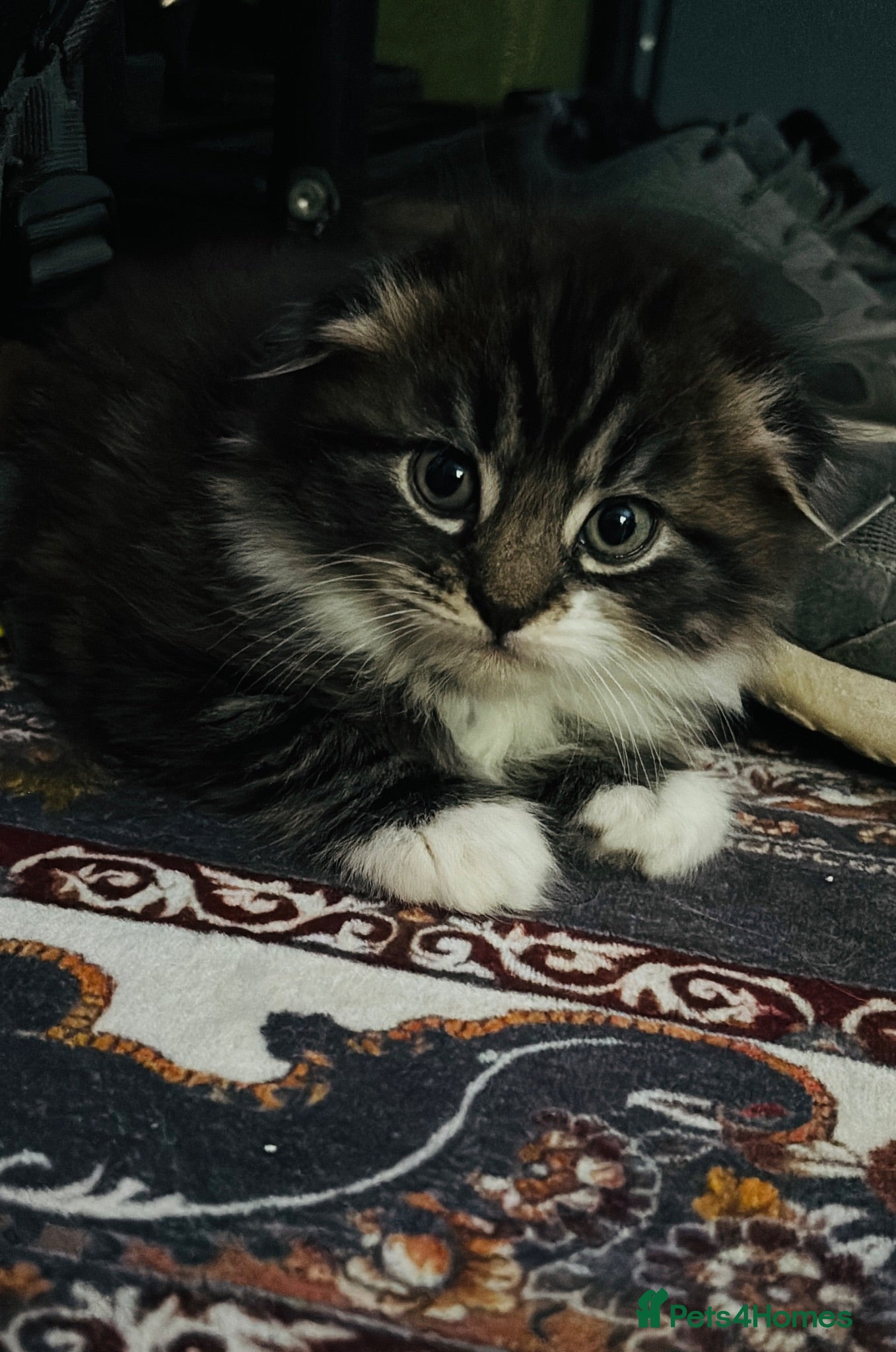 Scottish Fold cats Scotish fold long hair - Advert 5