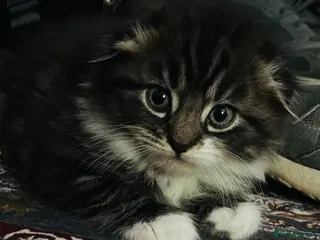 Scottish Fold cats Scotish fold long hair - Advert 5