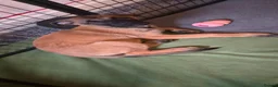 Belgian Shepherd Dog dogs for sale: 3 boys looking for forever homes - Advert 5