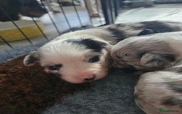 Mixed Breed dogs for sale: Border Chi Puppies Mini Collies!  - Image 3