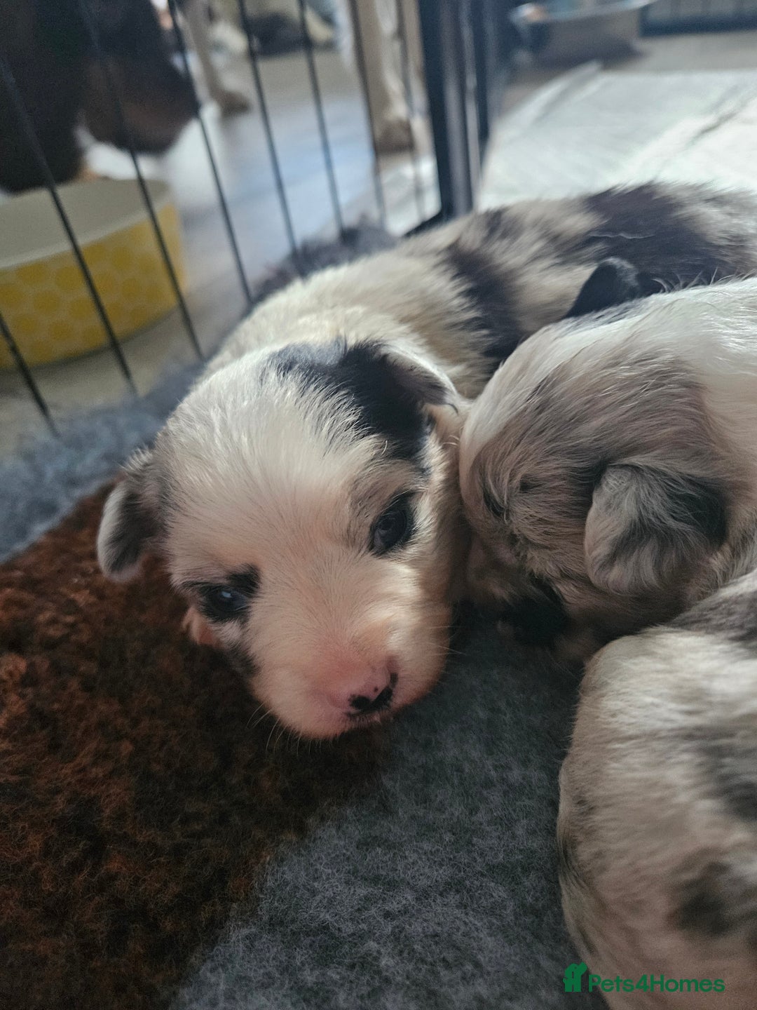 Mixed Breed dogs for sale: Border Chi Puppies Mini Collies!  - Image 3