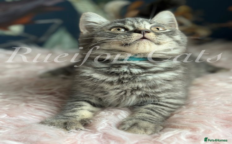 British Shorthair cats for sale in Ripon - Advert 1