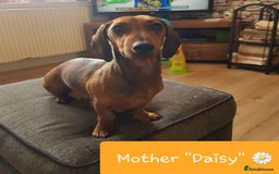 Dachshund dogs for sale: READY NOW Dachshund Puppies - Image 4