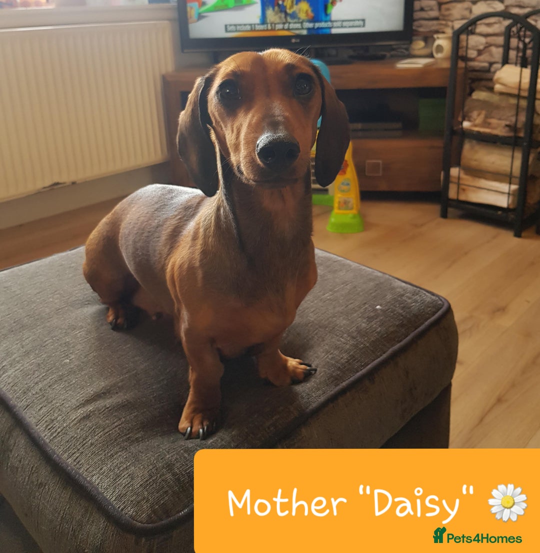 Dachshund dogs for sale: READY NOW Dachshund Puppies - Image 4