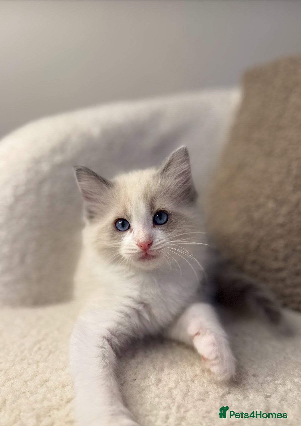 Ragdoll cats 3 male ragdolls left  ⭐️NOW TAKING VIEWINGS⭐️ - Advert 6