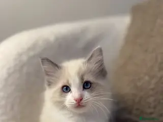Ragdoll cats 3 male ragdolls left ⭐️NOW TAKING VIEWINGS⭐️ - Advert 6