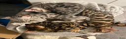 Bengal cats for sale: ‼️UPDATE ‼️Ready now TICA REGISTERED  - Advert 28