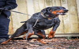 Dobermann dogs for stud: European Doberman Stud For Sale🩸 - Image 6