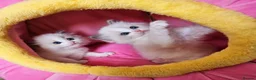 Ragdoll cats for sale: Ragdoll kittens  - Advert 10