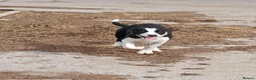 Border Collie dogs for sale: 3 bitch border collies 12 weeks old - Advert 4