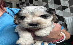 Cocker Spaniel dogs for sale: Stunning litter of Show Cocker Spaniel Puppies - Image 9