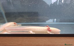 Axolotl reptiles for sale: Axolotl x2 - Image 10