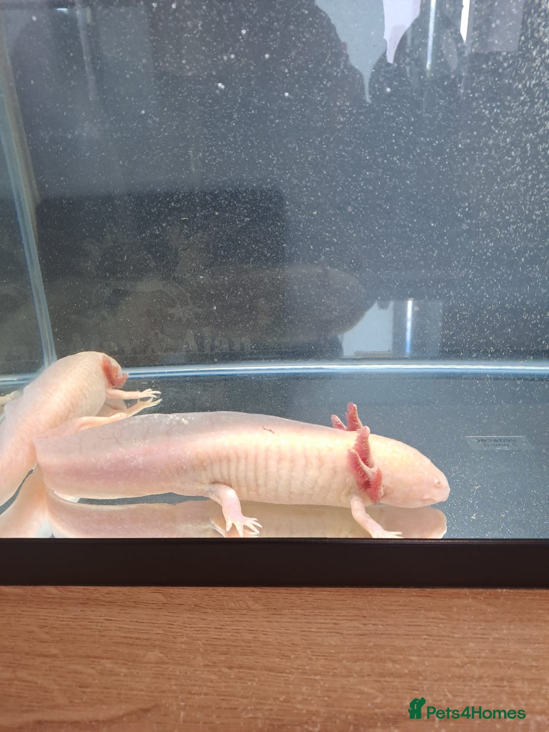 Axolotl reptiles for sale: Axolotl x2 - Image 10