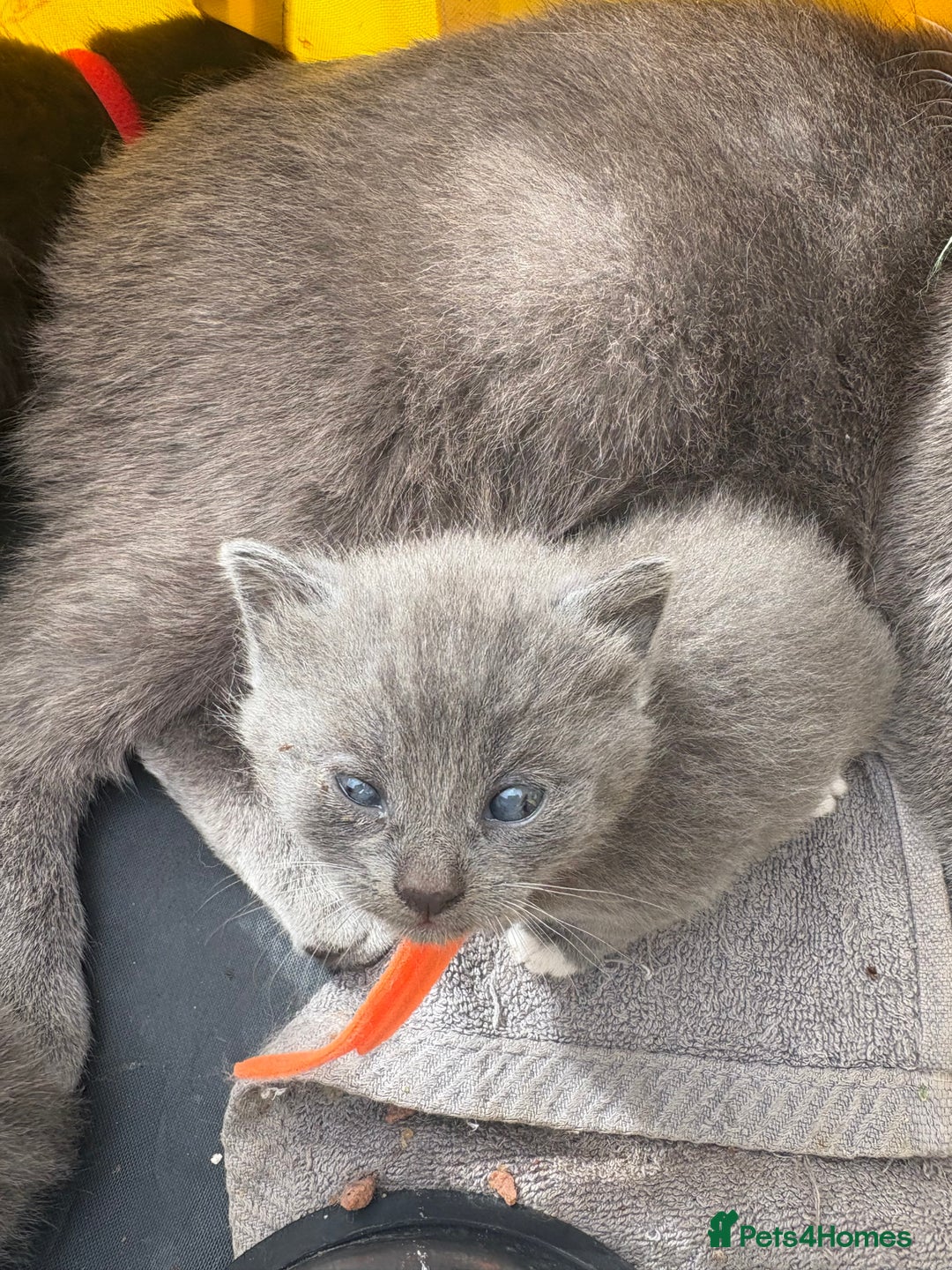 British Shorthair cats for sale: British Shorthair pedegree  Kittens  - Image 5