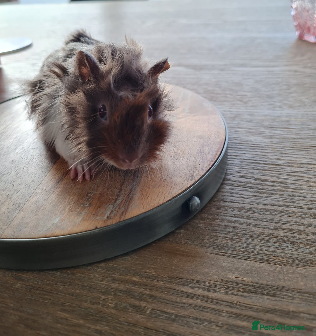 Guinea Pig rodents for sale: Baby guinea pigs for sale - Advert 34