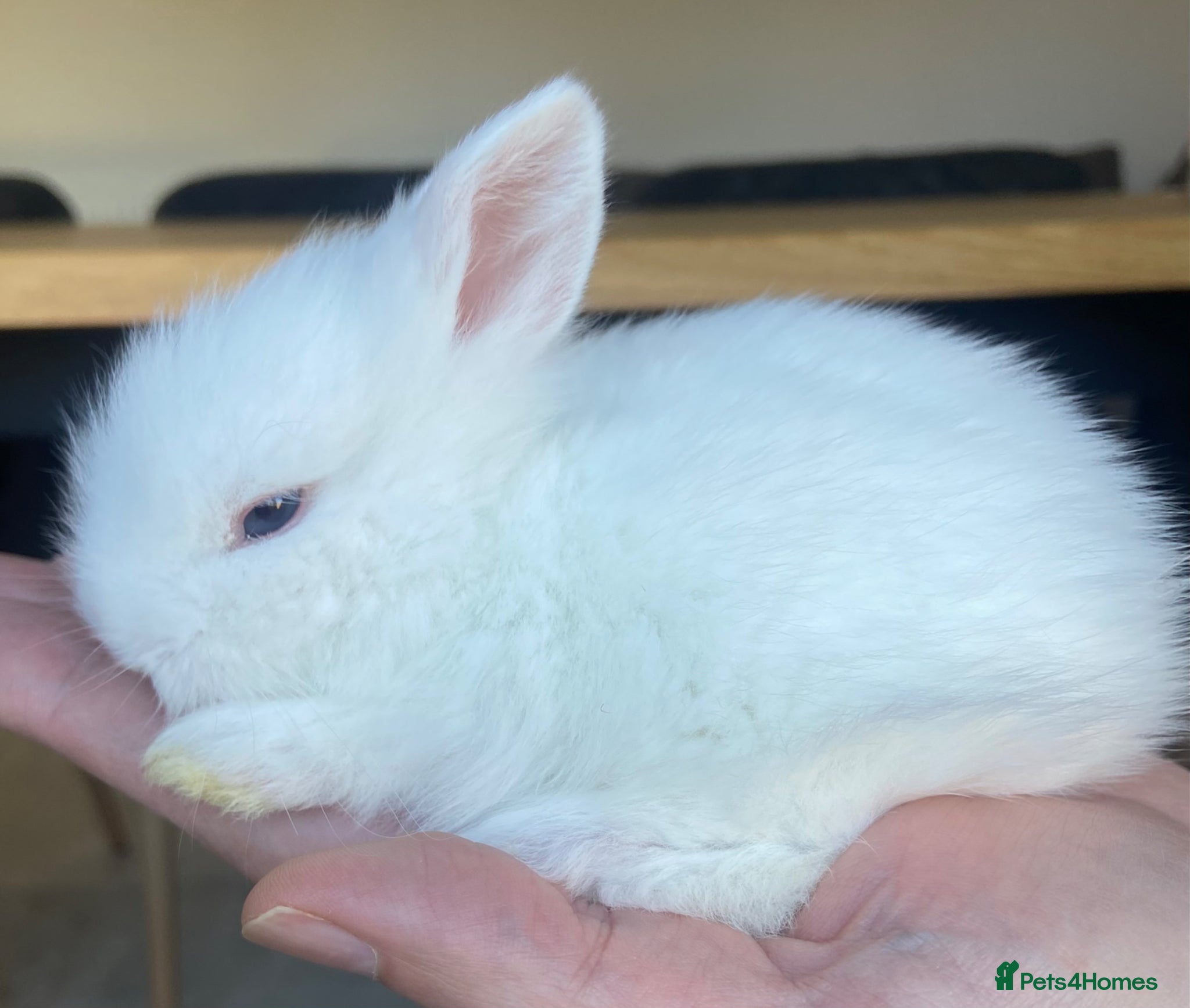 Lionhead rabbits for sale: Lion head bunnies  - Advert 4