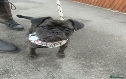 Mixed Breed dogs for sale: 6m staffy/frenchie/pug mix for sale due to cancer - Advert 4