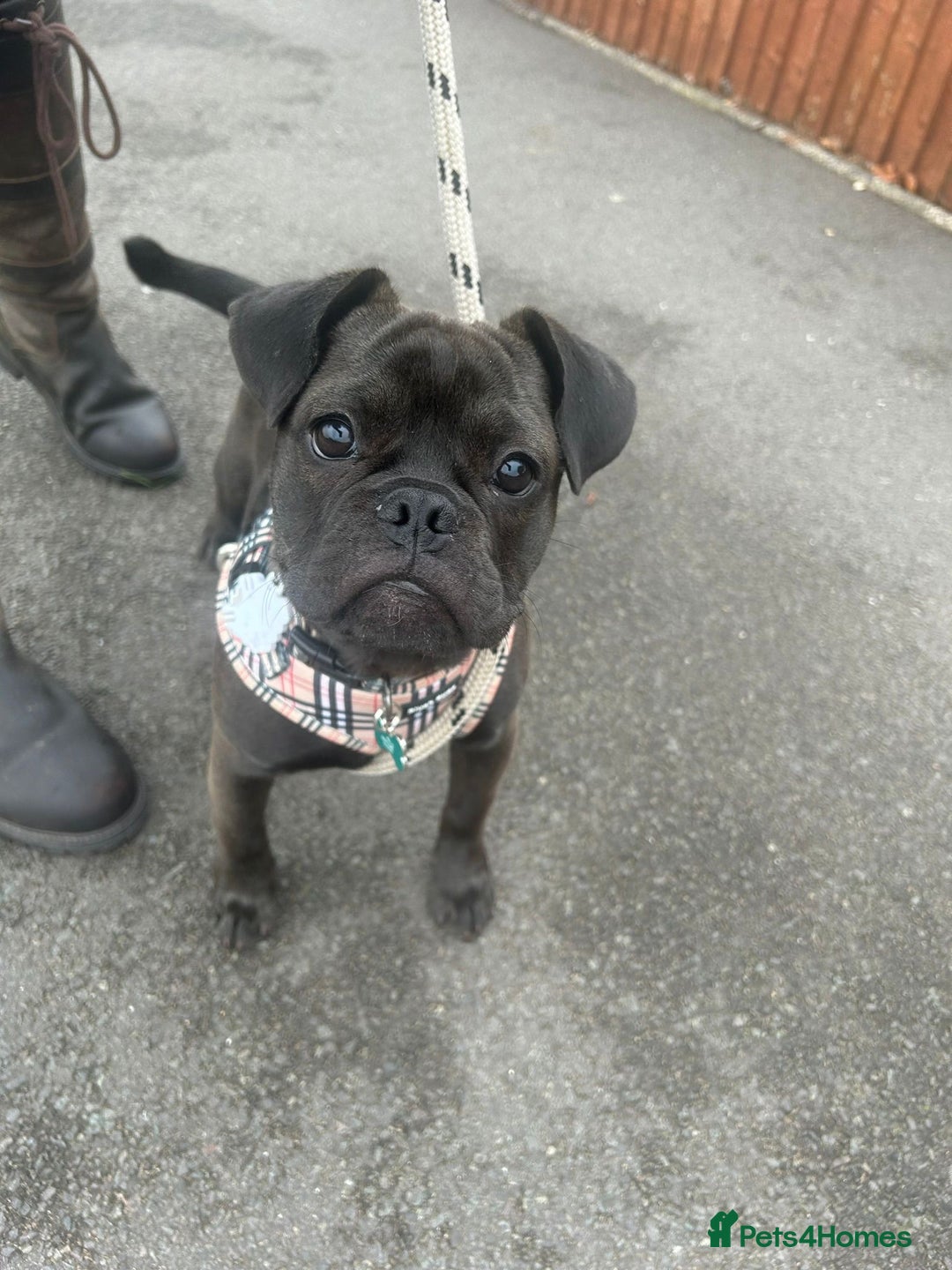 Mixed Breed dogs for sale: 6m staffy/frenchie/pug mix for sale due to cancer - Advert 4