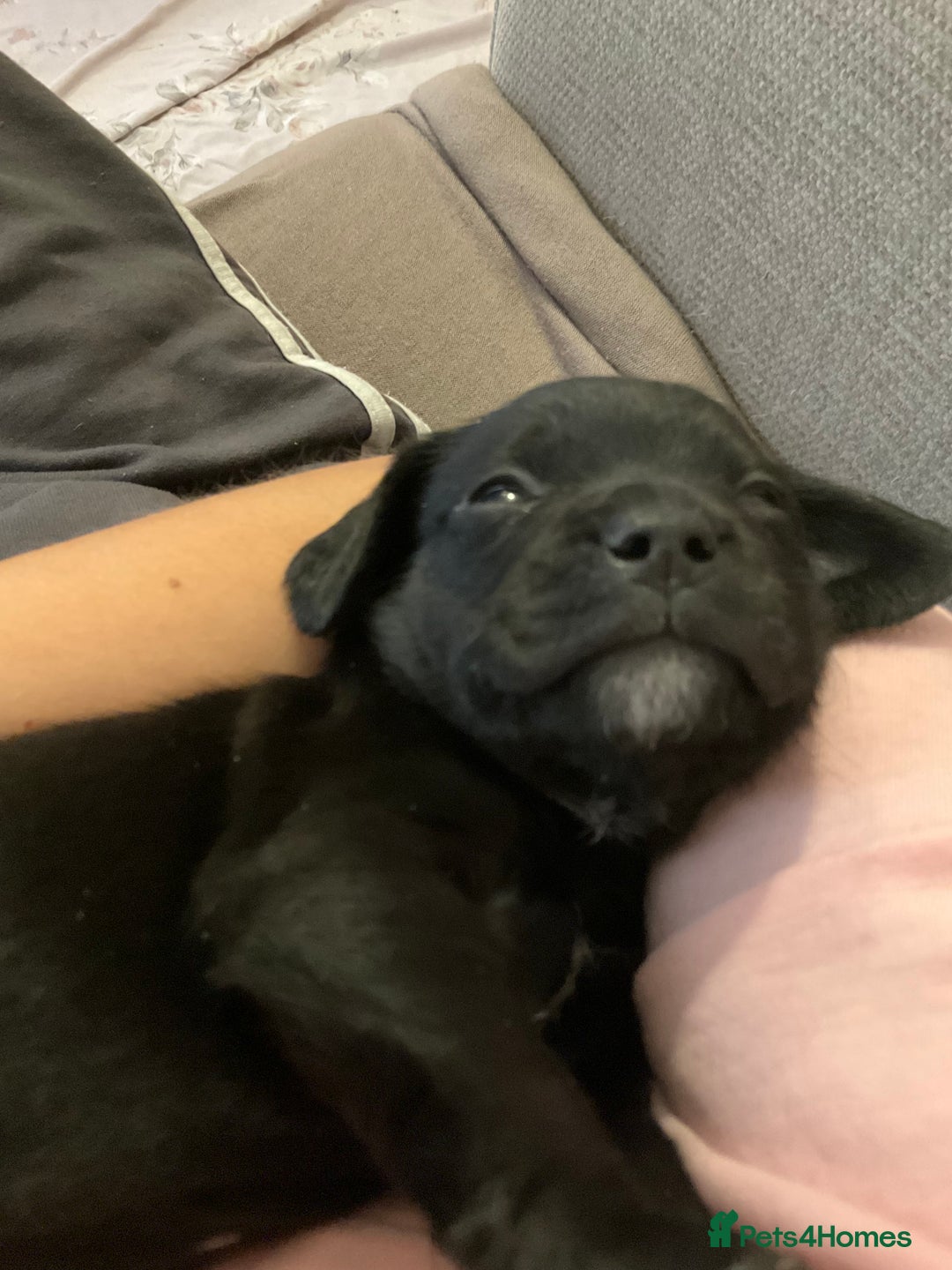 Mixed Breed dogs for sale: Gorgeous Pugapoos ready to leave 07/10/25 - Image 9