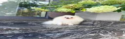 Pomeranian dogs for sale: SUPER TINY WHITE POMERANIAN BOY - Advert 13