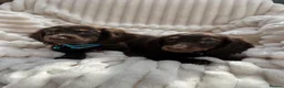 Miniature Dachshund dogs for sale: Fabulous Litter of Long haired dachshund puppies  - Advert 5
