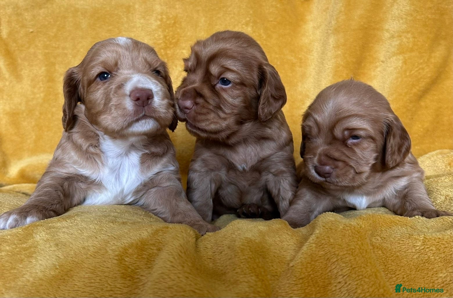 Cocker Spaniel dogs Beautiful little boys looking for forever homes - Advert 2