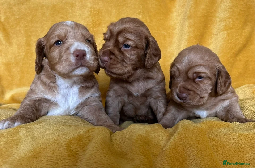 Cocker Spaniel dogs for sale: Beautiful little boys looking for forever homes - Advert 1