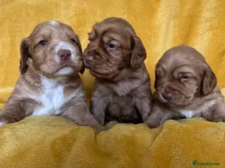 Cocker Spaniel dogs Beautiful little boys looking for forever homes - Advert 2