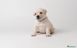 Labrador Retriever dogs for sale: KC Registered Chunky Show Type Puppies. - Image 6