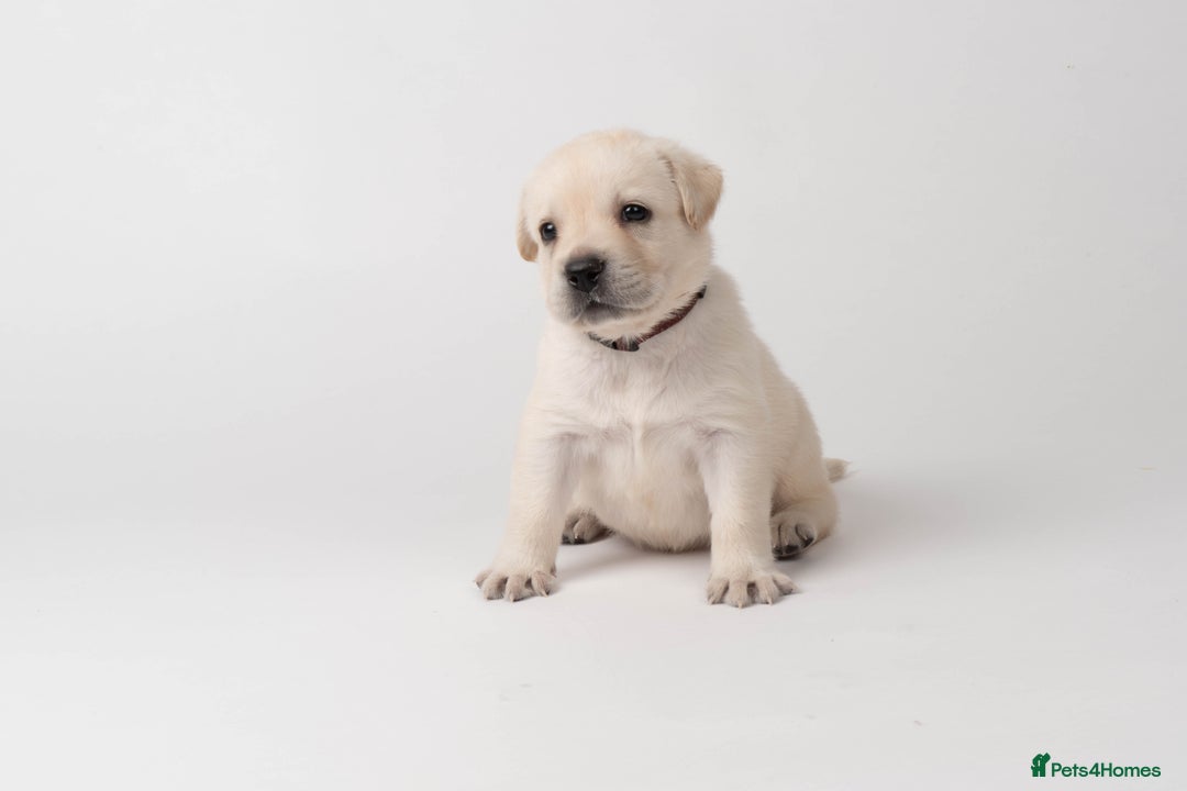 Labrador Retriever dogs for sale: KC Registered Chunky Show Type Puppies. - Image 6