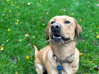 Labrador Retriever dogs Red fox kc reg lab for stud - Advert 20