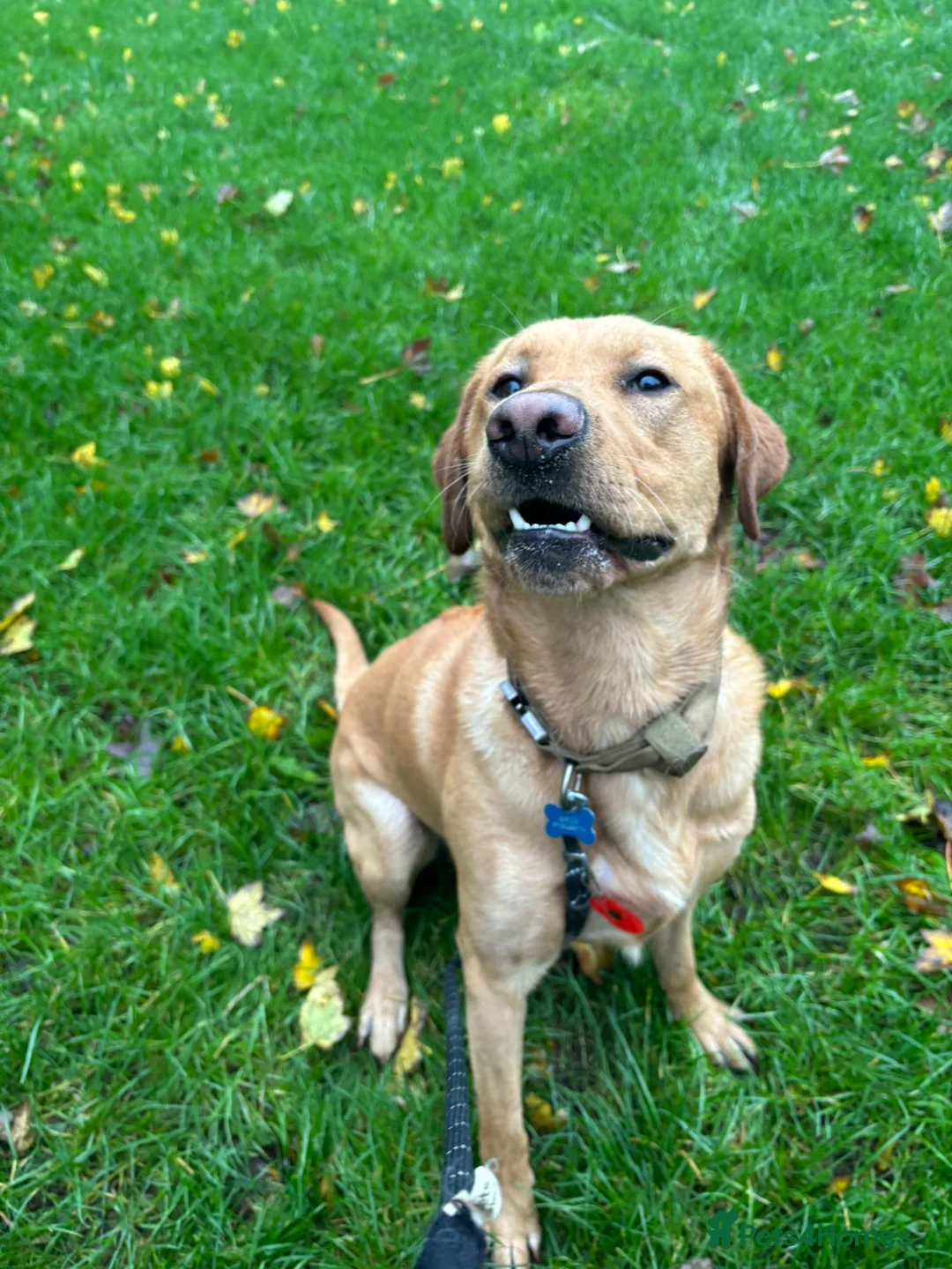 Labrador Retriever dogs for stud: Red fox kc reg lab for stud - Advert 7