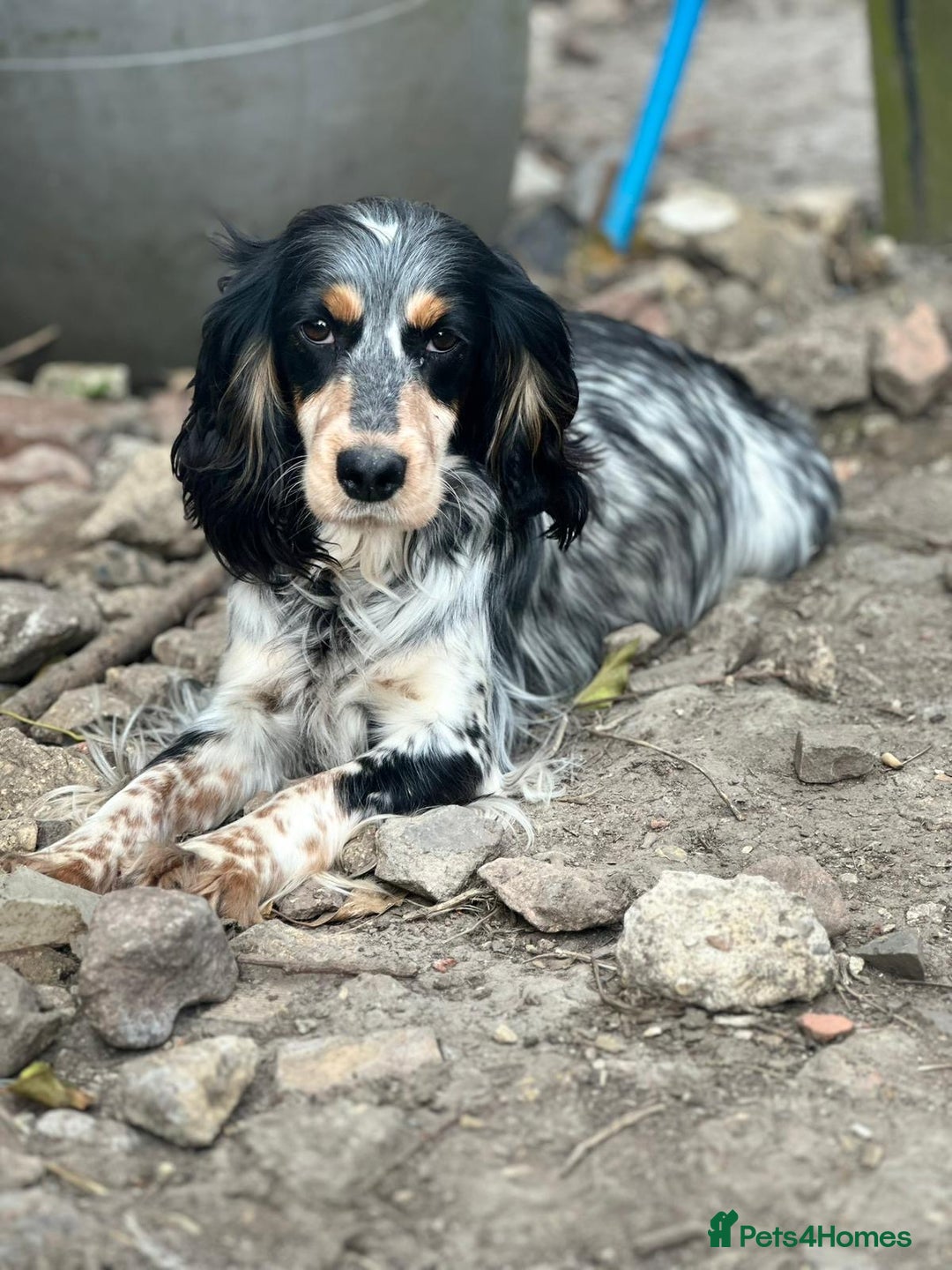 Cocker Spaniel dogs for sale: Beautiful Cocker Spaniel Puppies - Advert 6