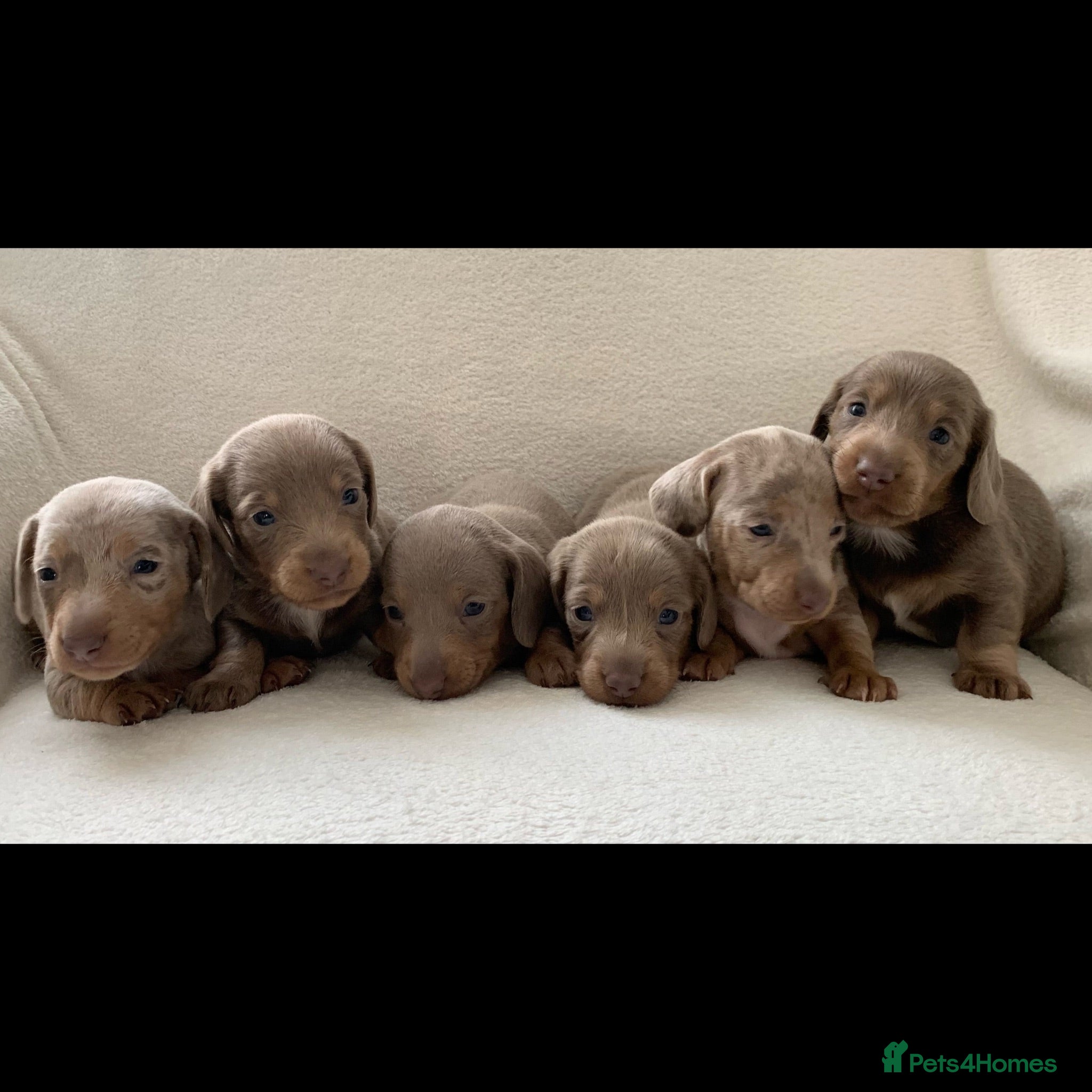 Miniature Dachshund dogs 💎 TOP QUALITY KC REG & PRA CLR MINI DACHSHUNDS💎 - Advert 1