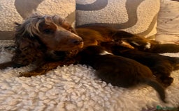 Cockapoo dogs for sale: 👑 Stunning F1 Cockapoo puppies👑 - Image 11