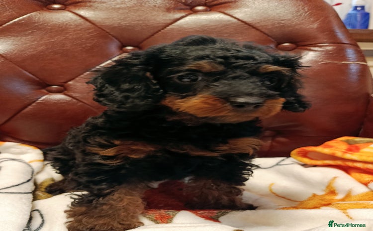 Toy Poodle dogs - Advert 1