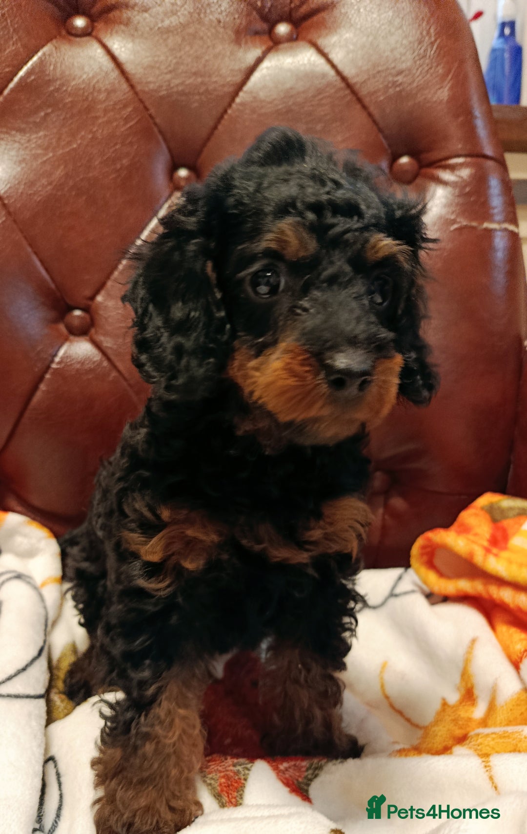 Toy Poodle dogs for sale: STUNNING TOY POODLES KC REG HEALTH TESTED  - Image 5