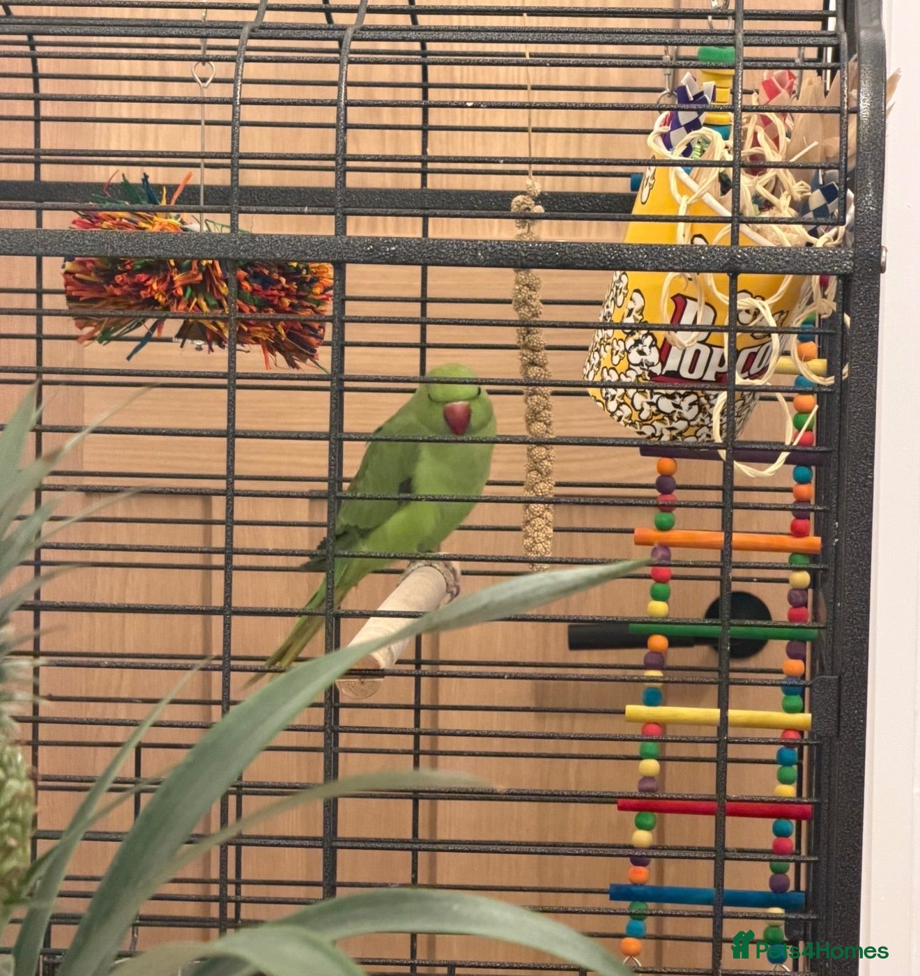 Parakeets birds Beautiful Indian Ringneck Parakeet - Advert 1