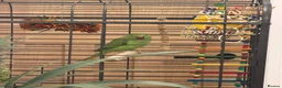 Parakeets birds for sale: Beautiful Indian Ringneck Parakeet in Leigh - Advert 1