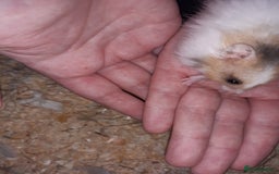 Hamster rodents for sale: Baby Syrian hamsters - Image 4