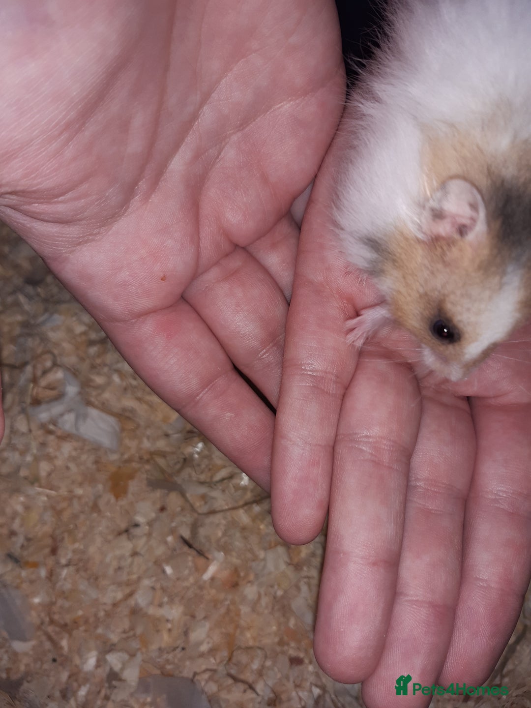 Hamster rodents for sale: Baby Syrian hamsters - Image 4