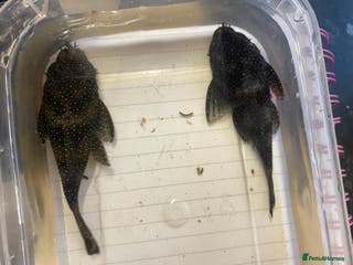 Plecos fish Peppermint plecos - Advert 1
